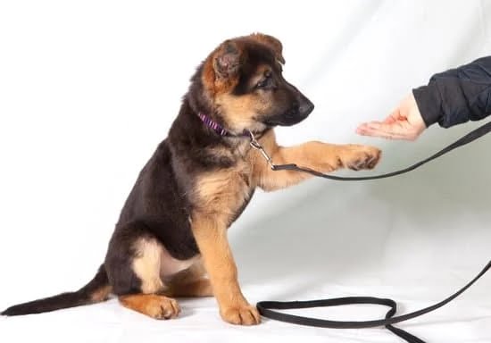 Teaching Your Dog To Listen:  Advice On Creating A Successful Canine Training Program Teaching Your Dog To Listen:  Advice On Creating A Successful Canine Training Program