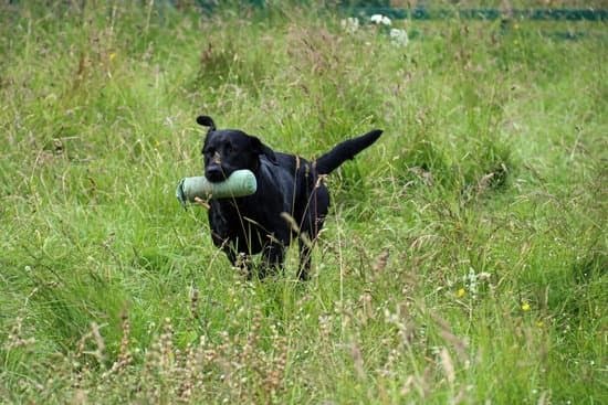 Teaching Your Dog To Listen:  Advice On Creating A Successful Dog Training Program Teaching Your Dog To Listen:  Advice On Creating A Successful Dog Training Program