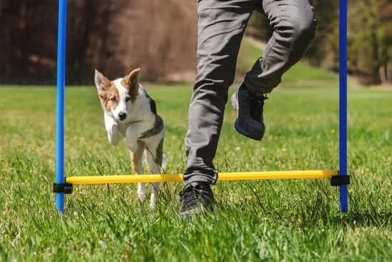 Things That You Need To Know About Training Your Dog Things That You Need To Know About Training Your Dog