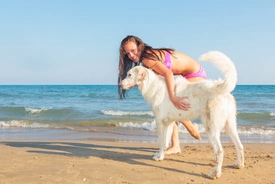 Tips On How To Train Your Dog 1 Tips On How To Train Your Dog