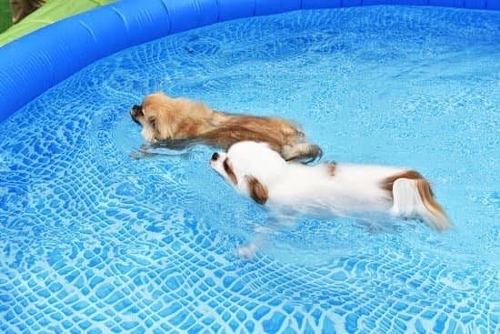 Tips To Take The Struggle Out Of Dog Training! 1 Tips To Take The Struggle Out Of Dog Training!