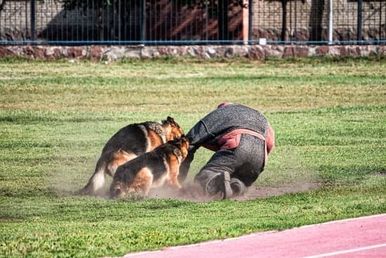 Train Your Dog By Following These Easy Steps Train Your Dog By Following These Easy Steps
