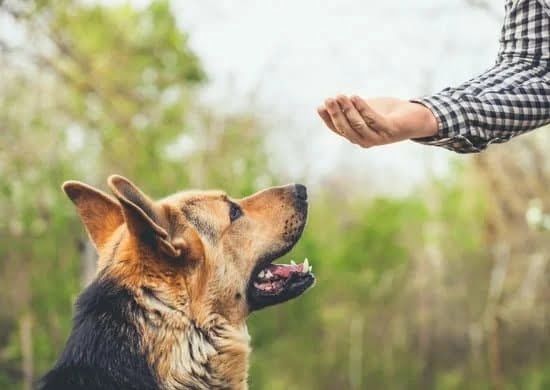 Train Your Dog In No Time At All 1 Train Your Dog In No Time At All