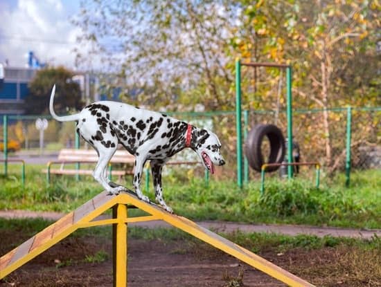 You Need This Article If You Have A Rowdy Pooch You Need This Article If You Have A Rowdy Pooch