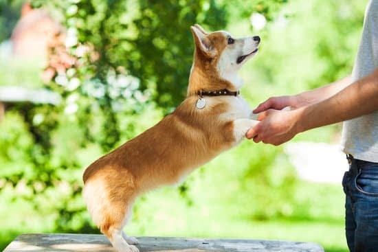 The Best Training Your Dog Starts With The Owner The Best Training Your Dog Starts With The Owner