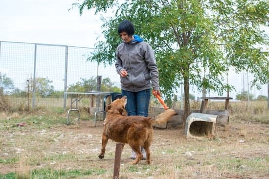 Train Your Pooch With Some Simple Guidelines