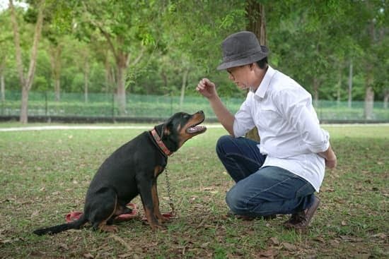 You Can Easily Train Your Dog If You Follow These Tips You Can Easily Train Your Dog If You Follow These Tips