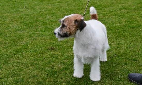 4 Month Old Dog Not Potty Trained 4 Month Old Dog Not Potty Trained