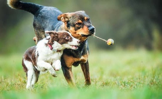 Ada Service Dog Training