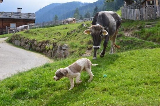 Aggressive Dog Training Buffalo Ny Aggressive Dog Training Buffalo Ny
