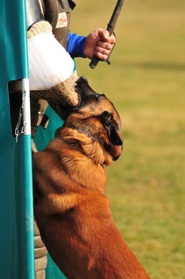 Aggressive Dog Training Charleston Sc