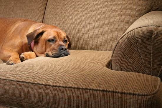 Aggressive Dog Training Colorado