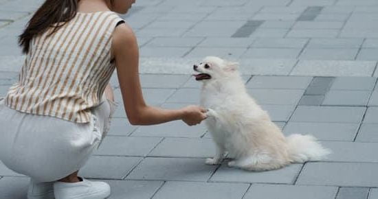 Akc Therapy Dog Training Akc Therapy Dog Training