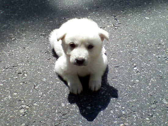 Anxiety Support Dog Training Every Day Interests anxiety-support-dog-training-every-day-interests
