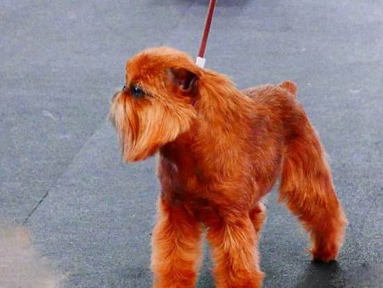 Anxiety Therapy Dog Training Every Day Interests anxiety-therapy-dog-training-every-day-interests