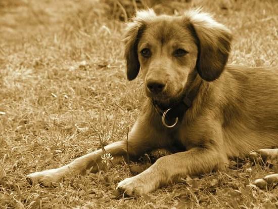 At What Age Are Dogs House Trained 1 At What Age Are Dogs House Trained
