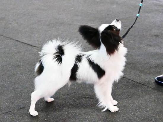 At What Age Do Dogs Potty Train At What Age Do Dogs Potty Train