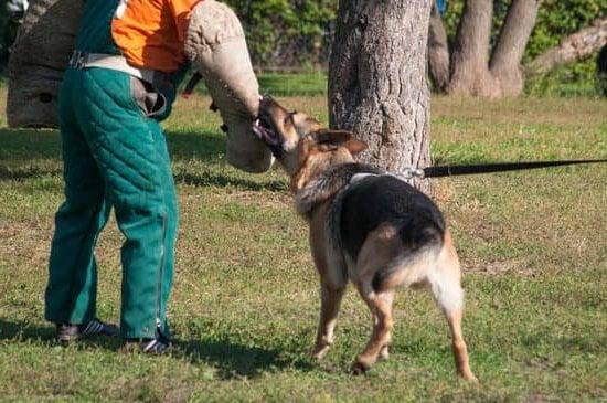 Australian Cattle Dog Puppy Training Australian Cattle Dog Puppy Training