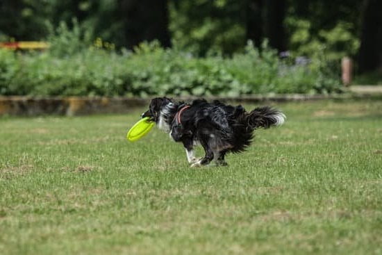 Average Age A Dog Is Potty Trained