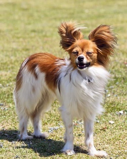 Average Cost Of Dog Training Lessons Average Cost Of Dog Training Lessons