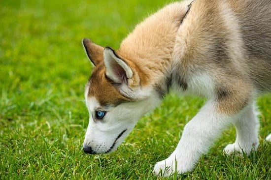 Bark Buster Dog Training