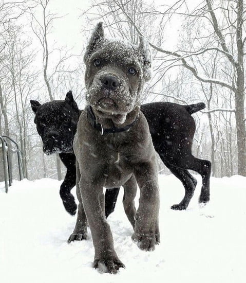 Baxter And Bella Dog Training