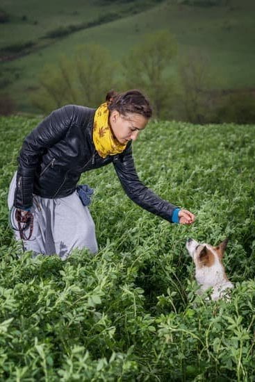 Be-Good Dog Training And Services Be-Good Dog Training And Services