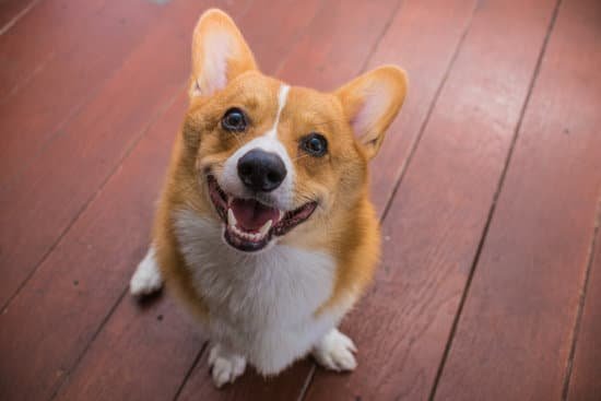 Best Age To Potty Train Dog Best Age To Potty Train Dog