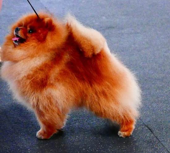 Best Age To Train A Dog Tricks 1 Best Age To Train A Dog Tricks