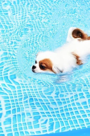 Best Bell For Dog Potty Training Best Bell For Dog Potty Training