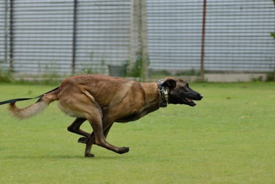 Best Collar For Dog Training