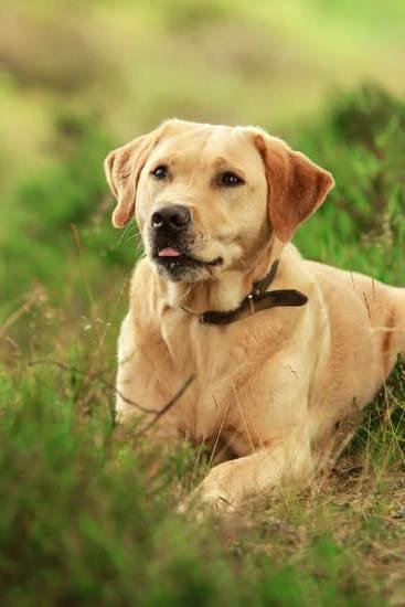 Best Collar To Train A Dog To Walk Best Collar To Train A Dog To Walk