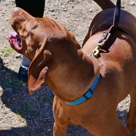 Best Dog Harness For Leash Training