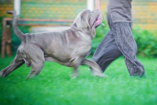 Best Dog Potty Training Method Best Dog Potty Training Method