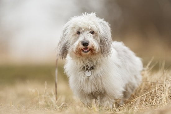 Best Dog Training Academy Best Dog Training Academy