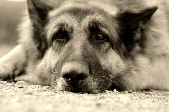 Best Dog Training Advice