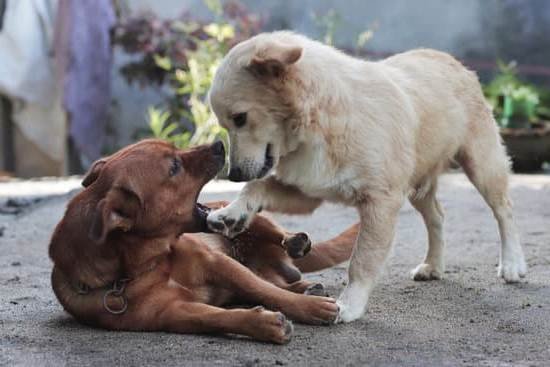 Best Dog Training Apps 2021 1 Best Dog Training Apps 2021