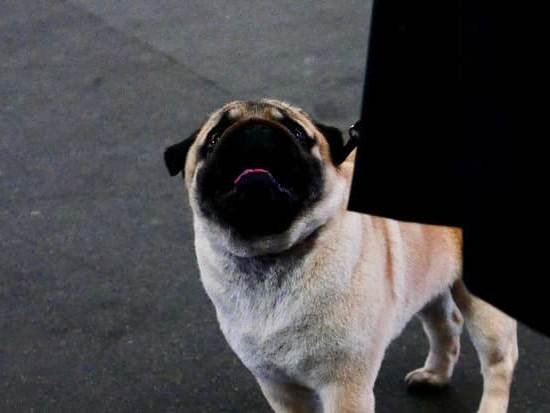 Best Dog Training Book For Rescue Dogs