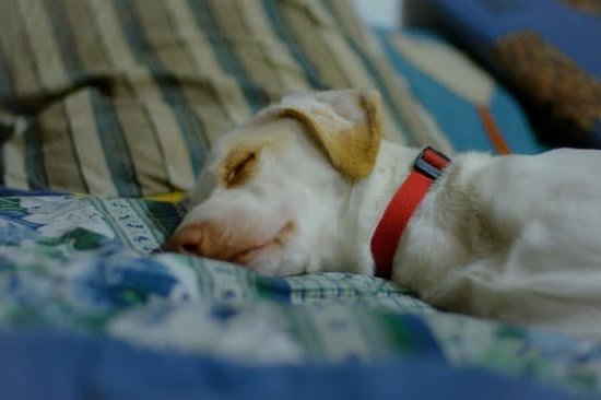 Best Dog Training Collar For Doberman 1 Best Dog Training Collar For Doberman