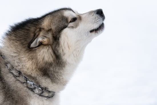 Best Dog Training For Barking Best Dog Training For Barking