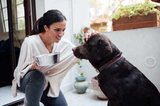 Best Dog Training In Illinois Best Dog Training In Illinois