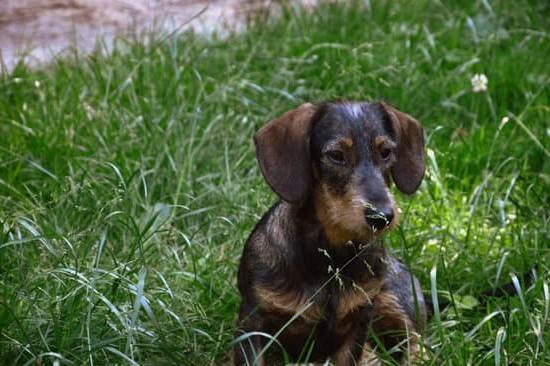 Best Dog Training Places