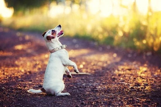 Best Dog Training Schools Best Dog Training Schools