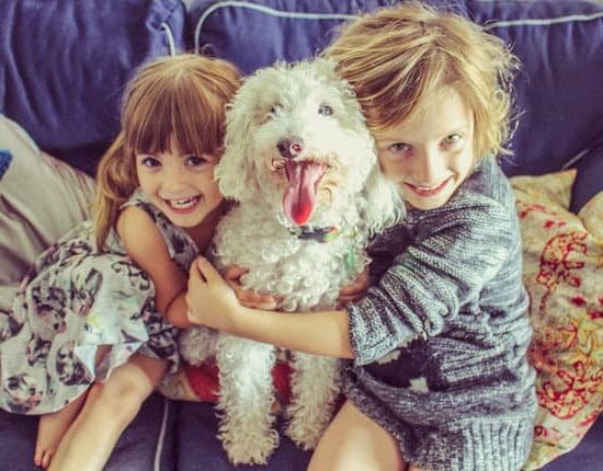 Best Dog Training Websites