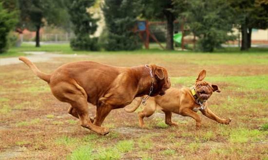 Best Dog Training Youtube Best Dog Training Youtube