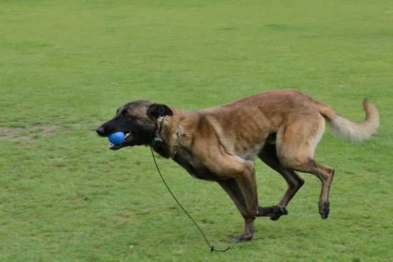 Best Dogs To Train As Therapy Dogs Best Dogs To Train As Therapy Dogs