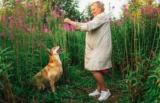 Best Food To Train Dogs With 1 Best Food To Train Dogs With