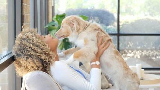 Best Non Shock Dog Training Collar Best Non Shock Dog Training Collar