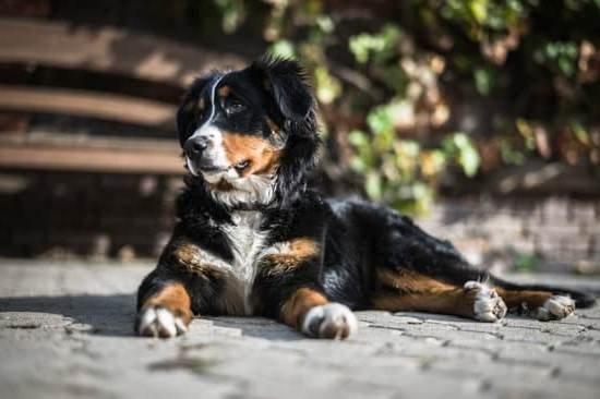 Best Organic Dog Training Treats Best Organic Dog Training Treats