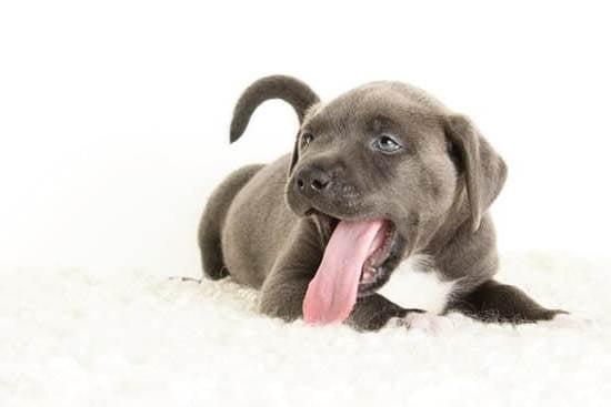 Best Potty Training Pads For Dogs